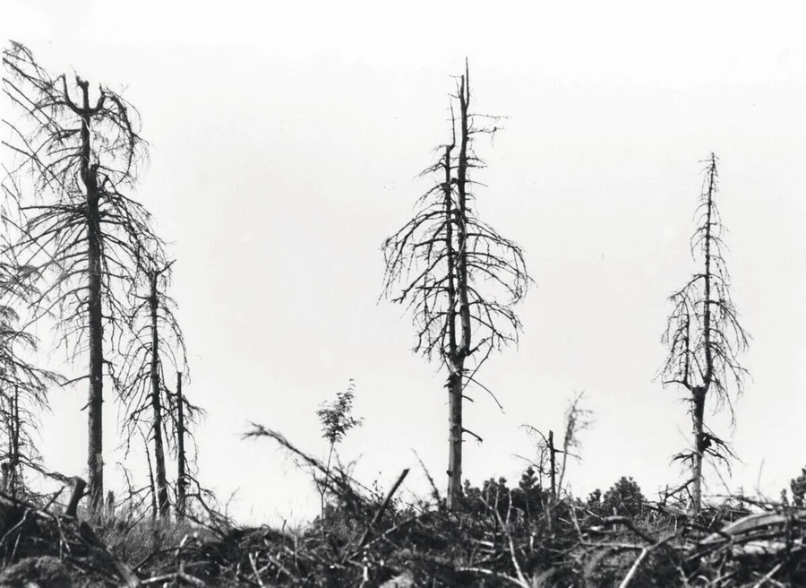 Fotograf:_Volker_Döring_,__Motiv_2_von_2_,__Aufnahmedatum:_September_1982_,__Systematik:__,__Geschichte_/_Deutschland_/_
