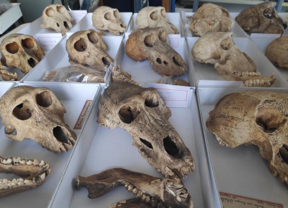 Leidvolle Pavian-Haltung im alten Ägypten