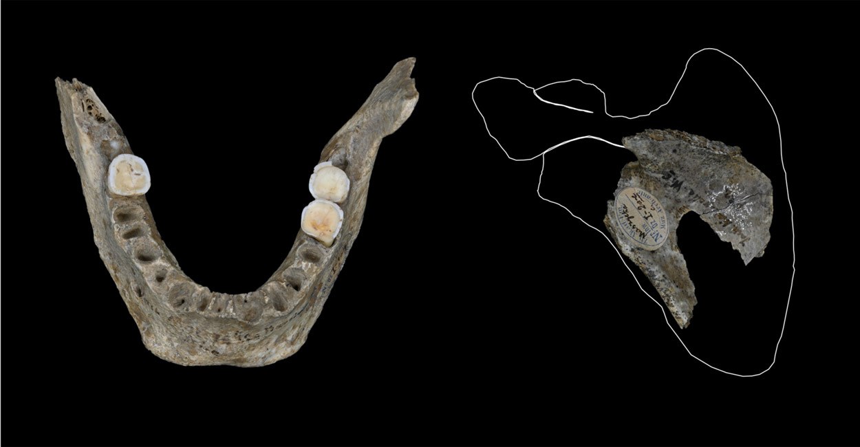Knochen belegen Gewalt-Kannibalismus im Magdalénien