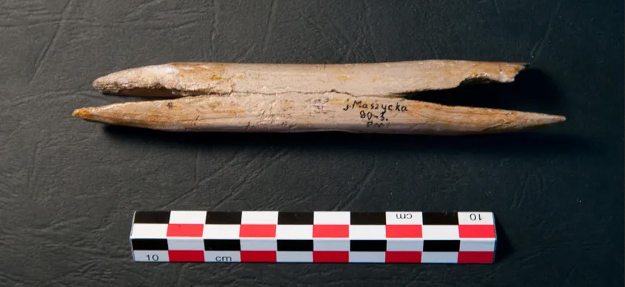 Belege für Kannibalismus der Magdalénien-Kultur