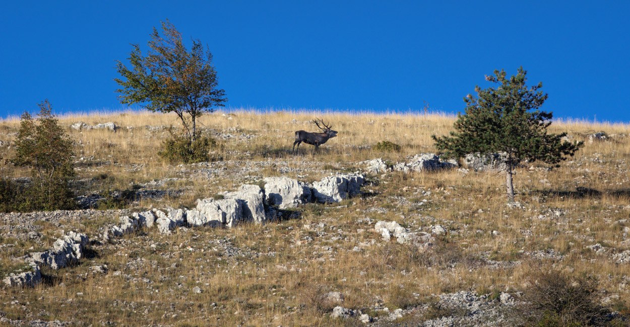 Steinzeitliche Jagdfallen an der Adria entdeckt
