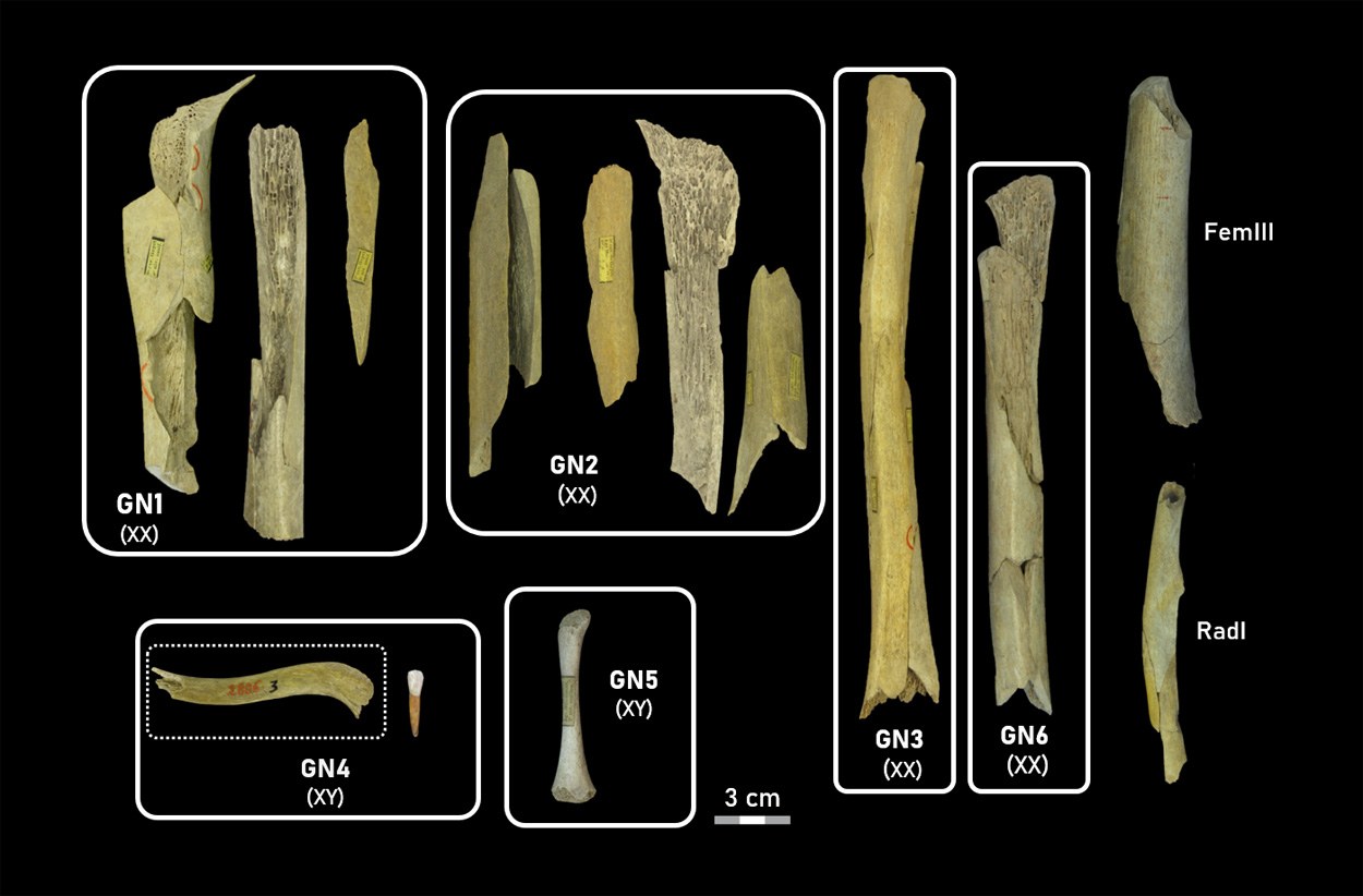 Neandertaler praktizierten selektiven Kannibalismus