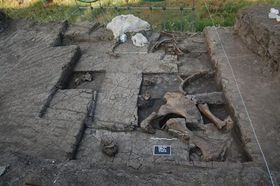 Altsteinzeit: Schlachtplatz für Elefanten entdeckt