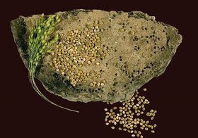 Hirse - Ernährungsrevolution in der Bronzezeit