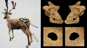Neandertaler: Gewagte Jagdtechnik