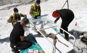 Eine Gämse für die Eismumien-Forschung