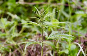 Steinzeitlicher Cannabis-Anbau in Ostasien