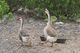 War die Gans das erste gefiederte Nutztier?