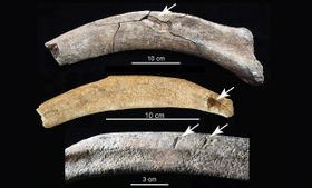 Mammut-Schlachtungen schon vor 36.000 Jahren?