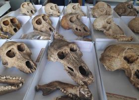 Leidvolle Pavian-Haltung im alten Ägypten