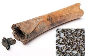 „Knochen-Döschen“ mit spannendem Inhalt