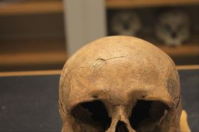 Gewalt unter Wikingern auf der Spur