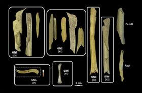 Neandertaler praktizierten selektiven Kannibalismus