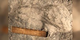 Fußspuren zeigen: Paranthropus war größer als gedacht