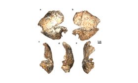Stand die Wiege des Homo erectus in Südafrika?