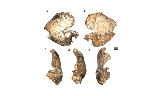 Stand die Wiege des Homo erectus in Südafrika?