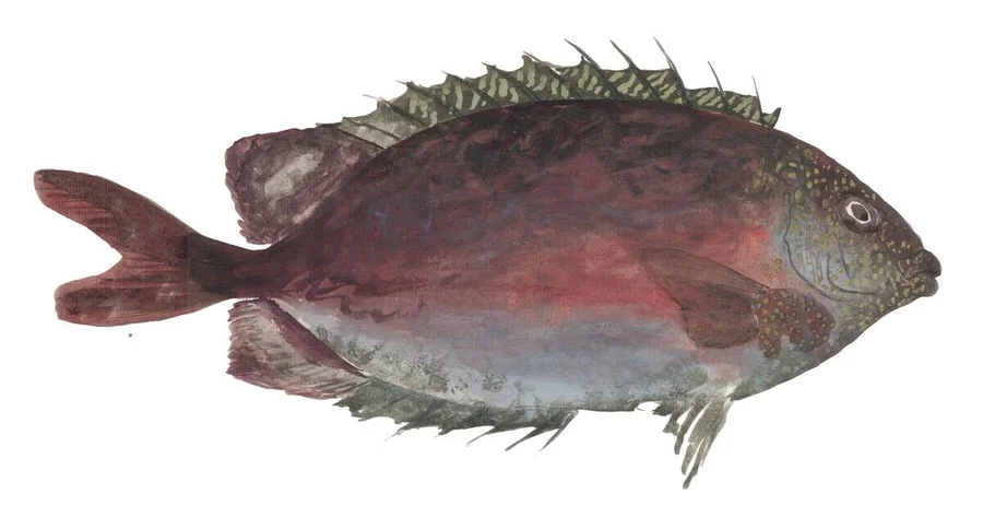 1457613_Siganus_punctatus;_Natural_History_Museum,_London,_UK;_(add.info.:_Siganus_punctatus,_goldspotted_spinefoot,_Ff.