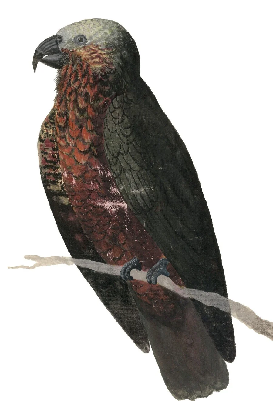 1457182_Nestor_meridionalis;_Natural_History_Museum,_London,_UK;_(add.info.:_Nestor_meridionalis,_South_Island_kaka,_Ff.