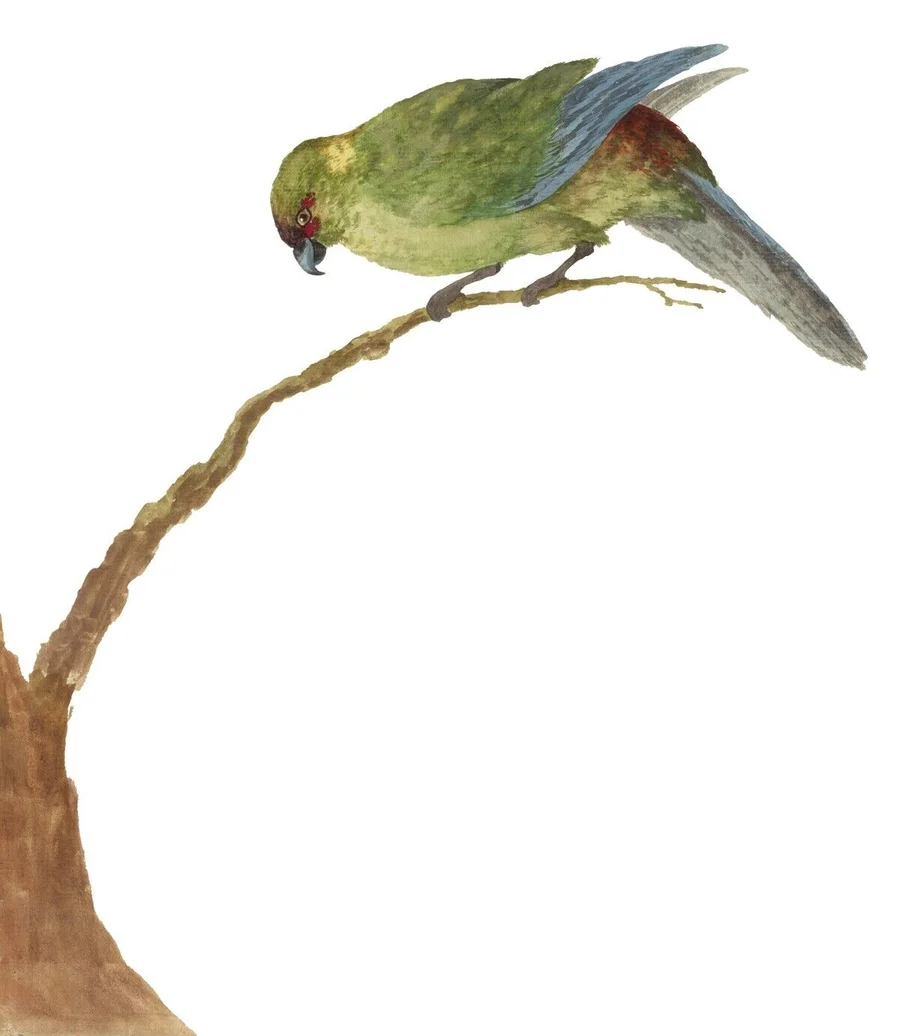 1457179_Cyanoramphus_novaezelandiae;_Natural_History_Museum,_London,_UK;_(add.info.:_Cyanoramphus_novaezelandiae,_red-fr