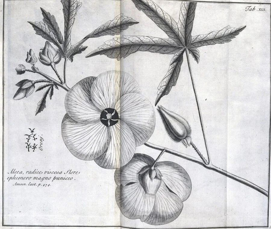 UIS5082627_The_Alcea,_c_1690;_Science_Museum,_London,_UK;_(add.info.:_The_Alcea,_c_1690._Engraving_of_a_plant_used_in_pa