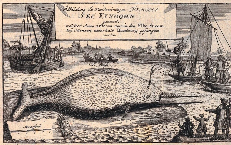 Abbildun_g_des_wunderwirdigen_Fisches_See-Einhorn_genannd,_welcher_Anno_1736_im_April_in_den_Elbe_Strom_bey_Ottensen_unt