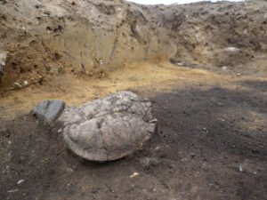 Schildkrötenpanzer
