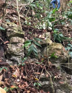 Foto zeigt Steine im Regenwald