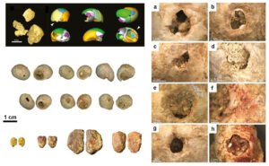 Fotos von Muscheln und Pigmenten aus La Roche-à-Pierrot